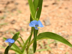 Commelina attenuata