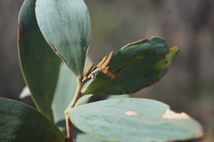 Acacia pubifolia