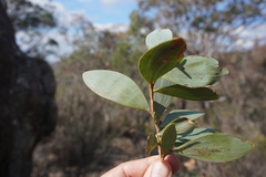 Acacia pubifolia