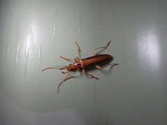 Thelyphassa lineata