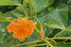 Cordia subcordata
