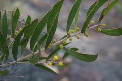 Acacia venulosa
