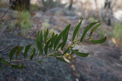 Acacia venulosa