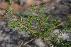Aotus subglauca