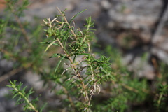 Aotus subglauca