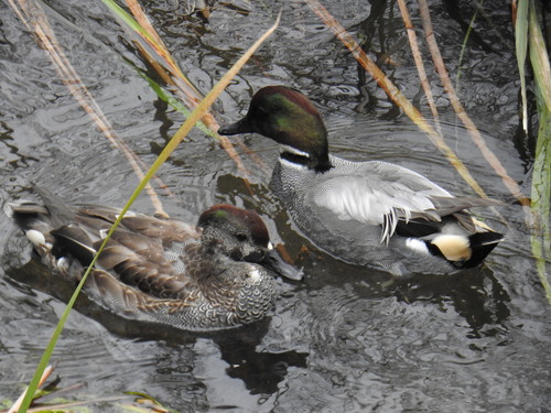Falcated Duck