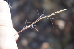 Aristida ramosa