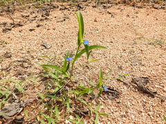 Commelina attenuata