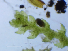 Cephaloziella turneri