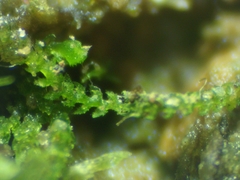 Cephaloziella turneri