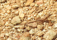Sitana ponticeriana
