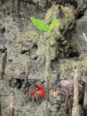 Neosarmatium meinerti