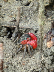 Neosarmatium meinerti