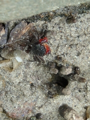 Neosarmatium meinerti