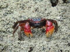 Neosarmatium meinerti