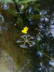 Utricularia radiata