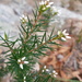 Acrothamnus melaleucoides - Photo 由 Darren Fielder 所上傳的 (c) Darren Fielder，保留部份權利CC BY-NC