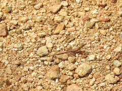 Sitana ponticeriana