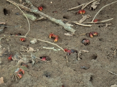 Neosarmatium meinerti