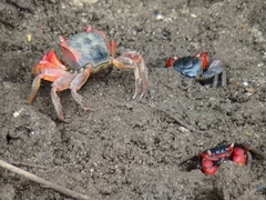 Neosarmatium meinerti