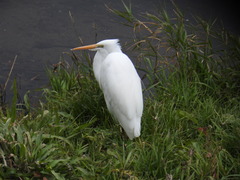 Ardea alba
