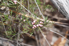 Cyanothamnus quadrangulus
