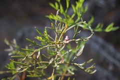 Cyanothamnus quadrangulus