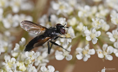 Leucostomatini