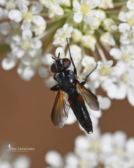 Leucostomatini