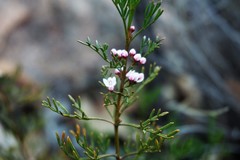 Cyanothamnus quadrangulus
