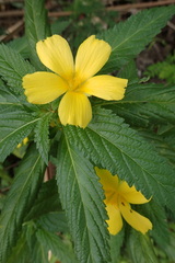 Turnera angustifolia