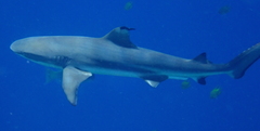 Blacktip Reef Shark