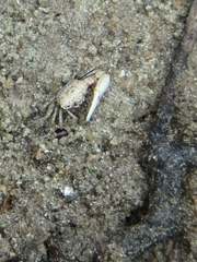 Austruca occidentalis