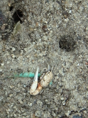 Austruca occidentalis