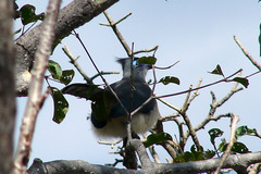 Coua cristata