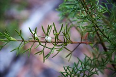 Cyanothamnus inflexus