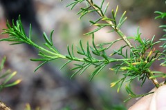 Cyanothamnus inflexus