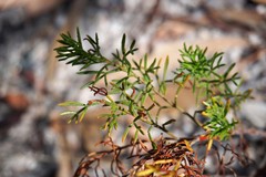 Cyanothamnus inflexus