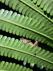 Leptophryne javanica