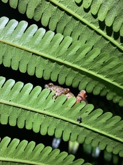 Leptophryne javanica