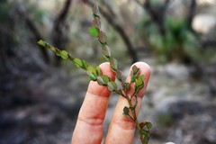 Bossiaea rhombifolia