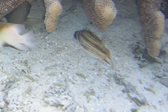 Neoniphon sammara