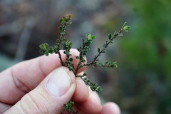 Bossiaea scortechinii
