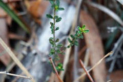 Bossiaea scortechinii