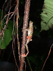 Leptophryne javanica