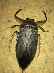 Lethocerus collosicus