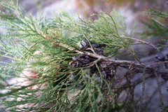 Callitris endlicheri