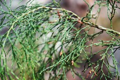 Callitris endlicheri