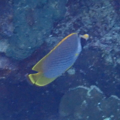 Chaetodon adiergastos