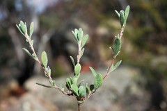 Comesperma retusum